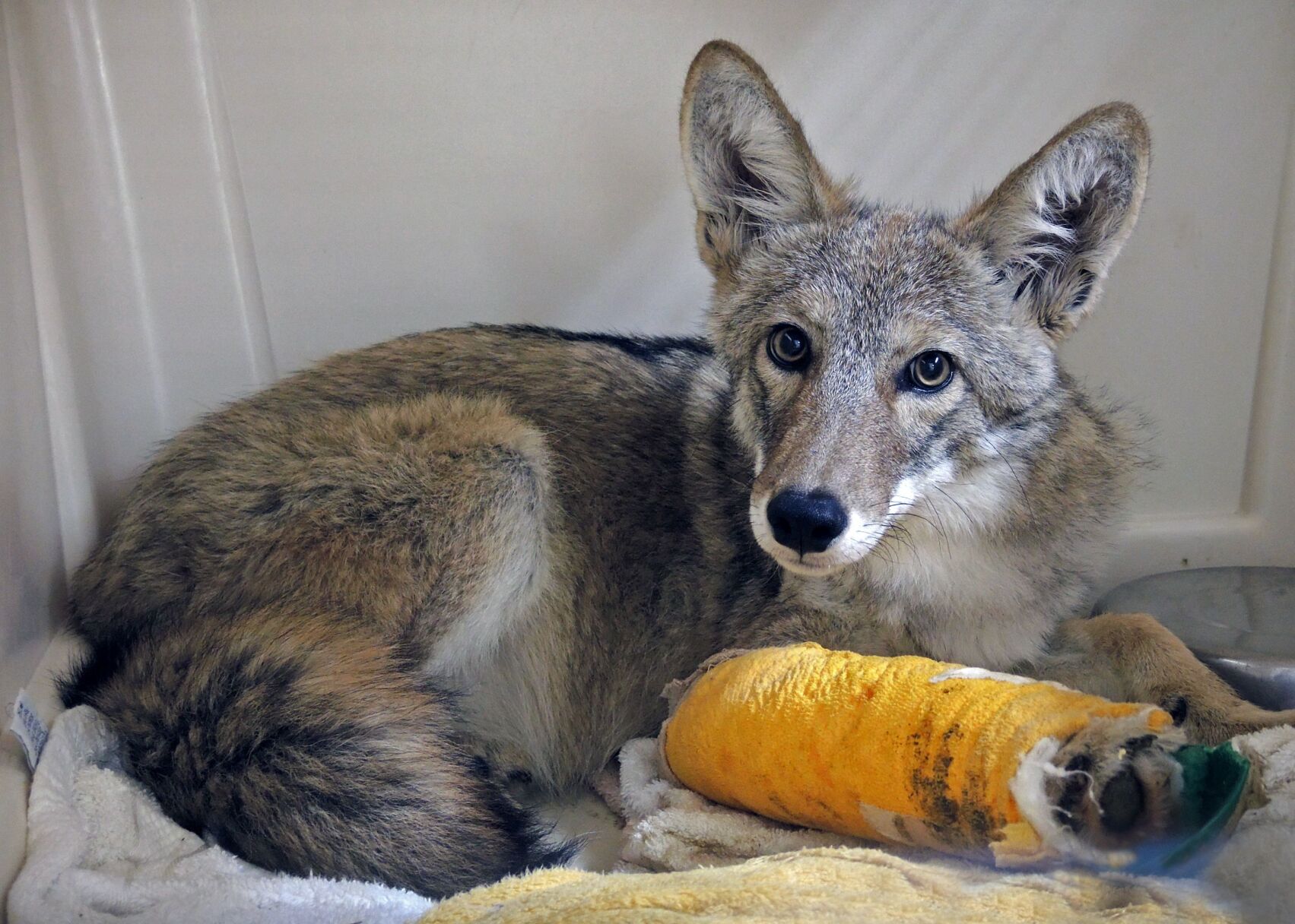 SWCC_Coyote in cast.jpeg